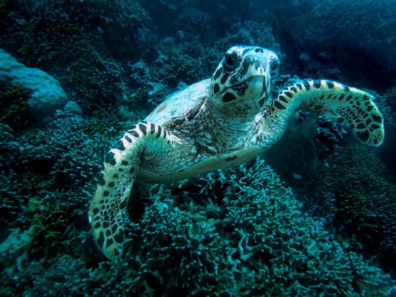 australia