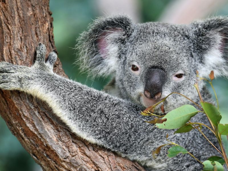 australia
