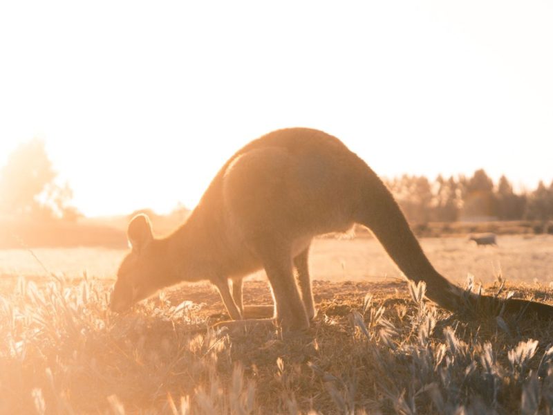 australia