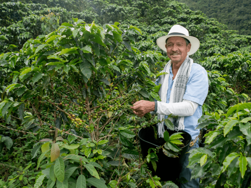 Cultivos de Café en Colombia