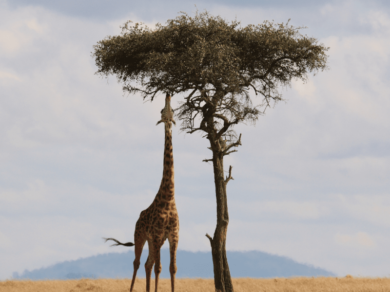 Kenia (3)