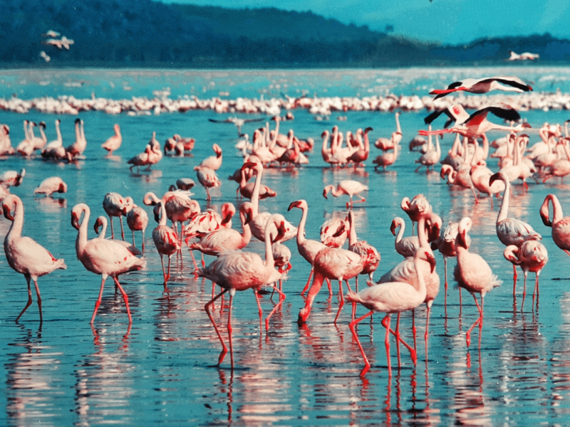Kenia (6)